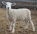 Sheep Trax Lizbeth 393L